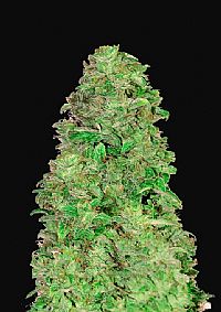 FastBuds - CBD Auto 20:1