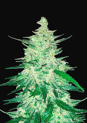 FastBuds - CBD Auto 1:1 (CBD Crack)