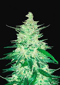 FastBuds - CBD Auto 1:1 (CBD Crack)