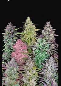 FastBuds - Mix Pack Auto