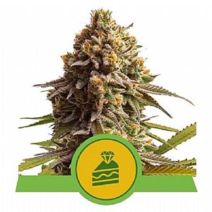 RQS Wedding Cake Automatic