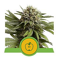 RQS Apple Fritter Automatic