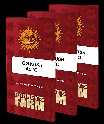 Barneys Farm - OG Kush Auto 
