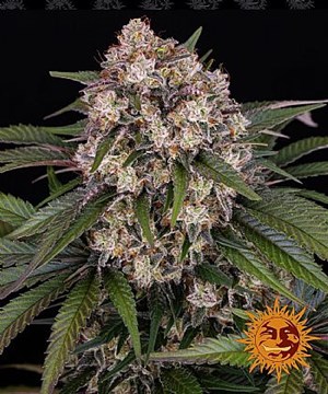 Barneys Farm - OG Kush Auto 