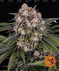 Barneys Farm - OG Kush Auto 