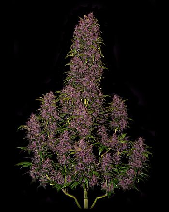 FastBuds - Crystal Meth Auto