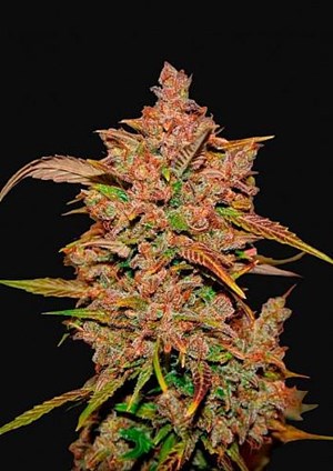 FastBuds - Crystal Meth Auto