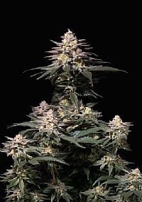 FastBuds - Purple Lemonade FF (Fastflowering) 