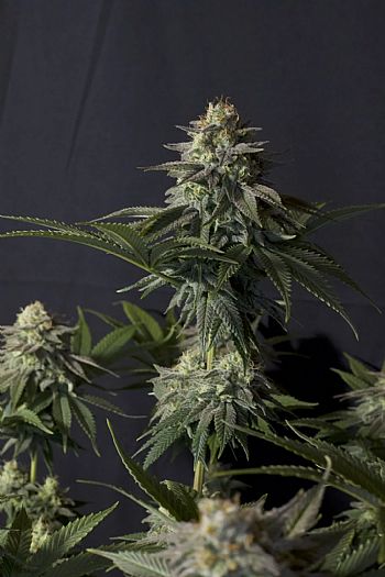 FastBuds - Orange Sherbet FF (Fastflowering) 