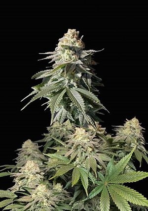 FastBuds - Orange Sherbet FF (Fastflowering) 