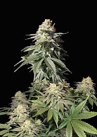 FastBuds - Orange Sherbet FF (Fastflowering) 