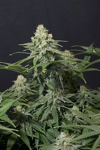 FastBuds - Wedding Cheesecake FF (Fastflowering) 