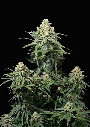 FastBuds - Wedding Cheesecake FF (Fastflowering) 