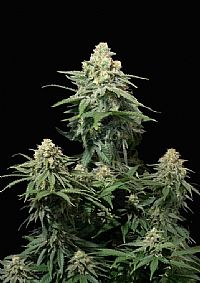 FastBuds - Wedding Cheesecake FF (Fastflowering) 