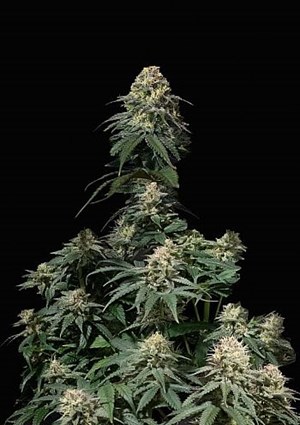 FastBuds - Tropicana Cookies FF (Fastflowering) 