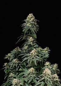 FastBuds - Tropicana Cookies FF (Fastflowering) 