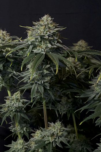 FastBuds - Gorilla Cookies FF (Fastflowering) 