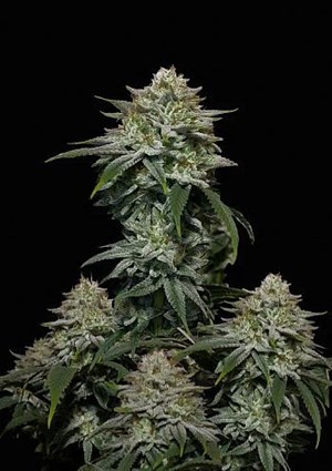 FastBuds - Gorilla Cookies FF (Fastflowering) 