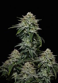 FastBuds - Gorilla Cookies FF (Fastflowering) 