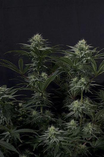 FastBuds - GG4 Sherbet FF (Fastflowering) 