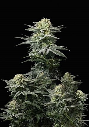 FastBuds - GG4 Sherbet FF (Fastflowering) 