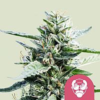 RQS Granddaddy Purple