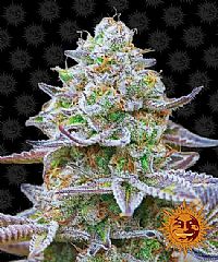 Barneys Farm - Gary Payton 