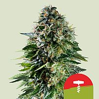 RQS Tyson 2.0 Seeds Corkscrew Auto