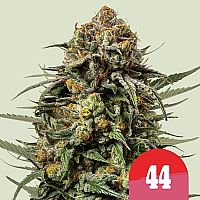 RQS Tyson 2.0 Seeds Gelato 44