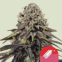 RQS Tyson 2.0 Seeds Dynamite Diesel