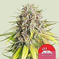RQS Tyson 2.0 Seeds Punch Pie