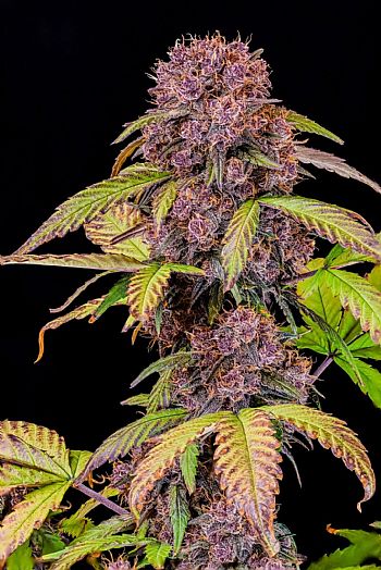 FastBuds - Lemon Cherry Cookies Auto