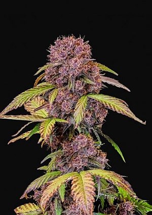 FastBuds - Lemon Cherry Cookies Auto