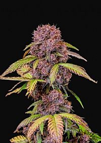 FastBuds - Lemon Cherry Cookies Auto