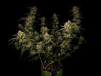 FastBuds - Guava Auto