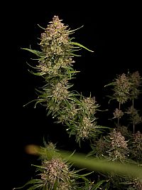 FastBuds - Guava Auto