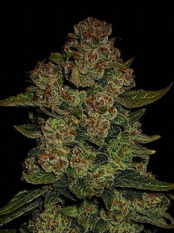 FastBuds - Papaya Cookies Auto