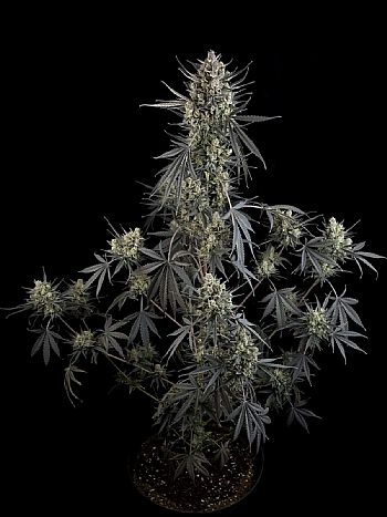 FastBuds - Pound Cake Auto