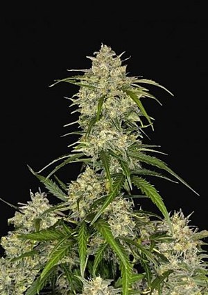 FastBuds - Sour Jealousy Auto