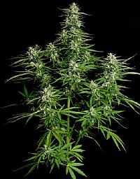 RQS Υβριδικοί Σπόροι Κάνναβης F1 - Titan F1 