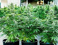 RQS Υβριδικοί Σπόροι Κάνναβης F1 - Titan F1 