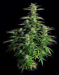 RQS Υβριδικοί Σπόροι Κάνναβης F1 - Orion F1