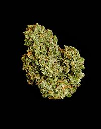 RQS Υβριδικοί Σπόροι Κάνναβης F1 - Orion F1