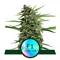 RQS Υβριδικοί Σπόροι Κάνναβης F1 - Orion F1