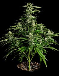 RQS Υβριδικοί Σπόροι Κάνναβης F1 - Medusa F1