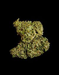 RQS Υβριδικοί Σπόροι Κάνναβης F1 - Medusa F1