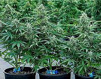 RQS Υβριδικοί Σπόροι Κάνναβης F1 - Apollo F1