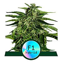 RQS Υβριδικοί Σπόροι Κάνναβης F1 - Apollo F1