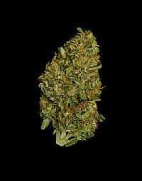 RQS Υβριδικοί Σπόροι Κάνναβης F1 - Milky Way F1