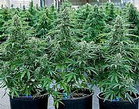 RQS Υβριδικοί Σπόροι Κάνναβης F1 - Milky Way F1